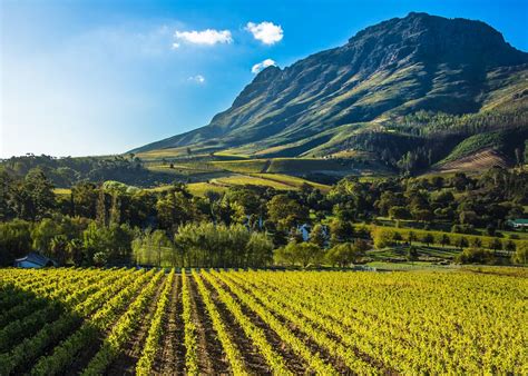 “A Landscape near Stellenbosch” – Un Panorama de la Vida Rural Africana y los Matices Luminosos del Sol Sudafricano!